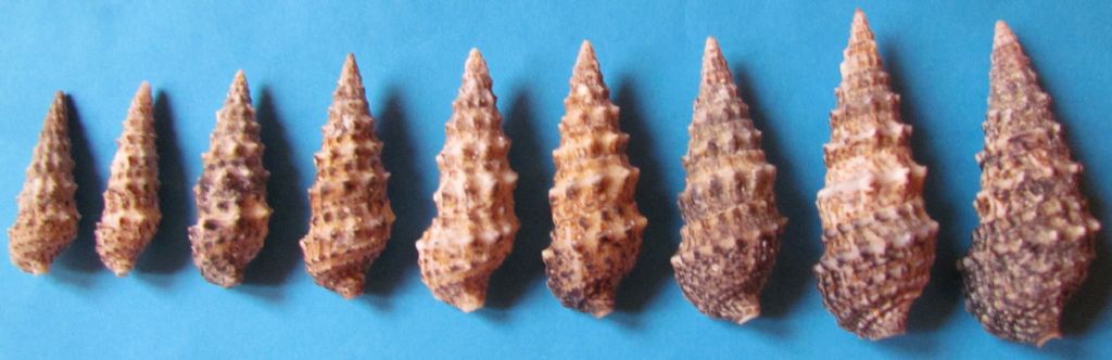 Cerithium vulgare